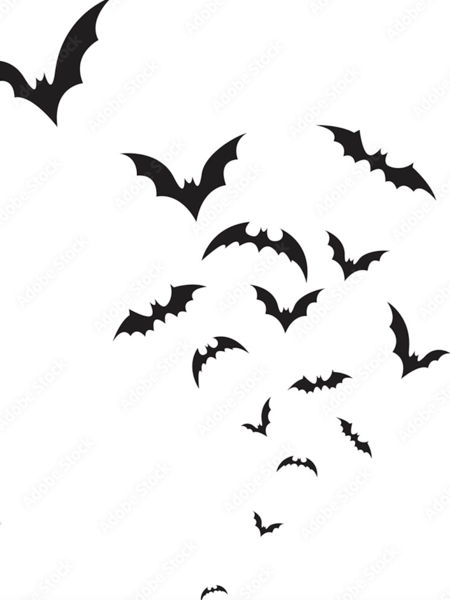 Rabid bat found in SMTX residential neighborhood